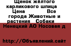Щенок жёлтого карликового шпица  › Цена ­ 50 000 - Все города Животные и растения » Собаки   . Ненецкий АО,Носовая д.